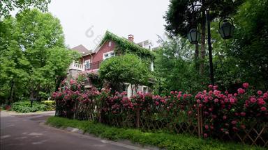 别墅庭院里的蔷薇花坛园林视频素材