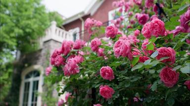 别墅庭院里的蔷薇春天场景拍摄