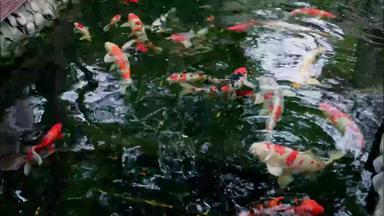 池塘里的锦鲤风景实拍