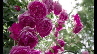 盛开的蔷薇花私家花园短片
