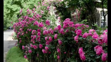 别墅庭院里的蔷薇建筑季节素材