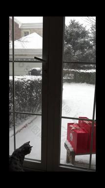 可爱的猫咪看雪景雪