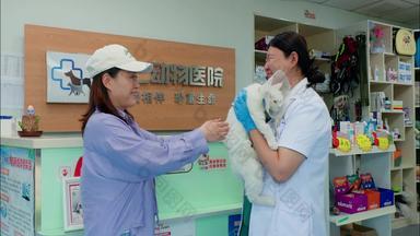 宠物医生女人责任身体保养猫视频素材