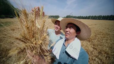 科研人员在麦田里麦子传承谷物实拍
