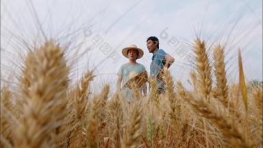 农民在麦田里谷物农田田园风光清晰视频