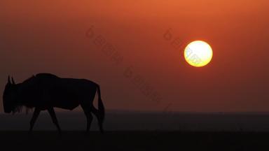 非洲草原动物白昼自然保护区自然景观实拍素材