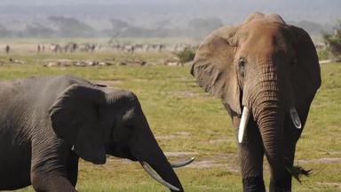 非洲象东非野生动物实拍