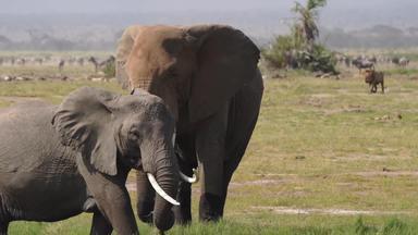 肯尼亚大象前景聚焦食草清晰视频