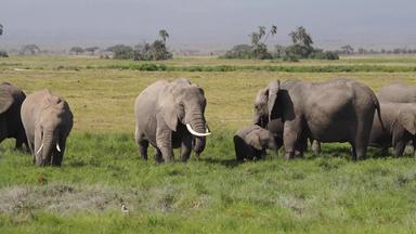 非洲象旅途食草动物实拍素材