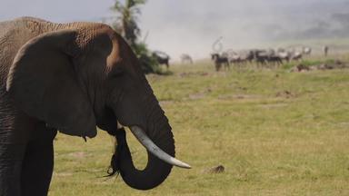 非洲象当地著名景点素材