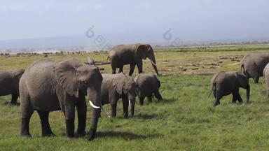 肯尼亚大象公园白昼实拍