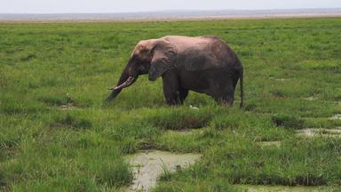 非洲大象自然保护区旅游实拍