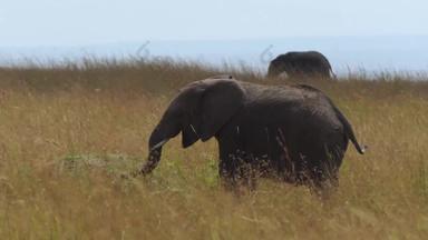 非洲象自然美画面