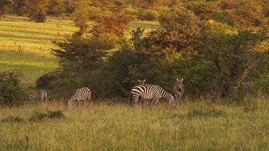 肯尼亚动物旅行自然美影片