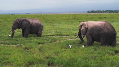 非洲大象东非