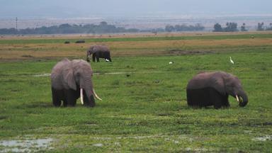 肯尼亚大象湿地户外鸟实拍