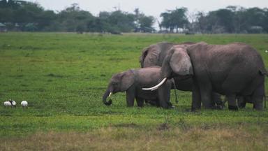 非洲大象自然保护区影视白鹭素材