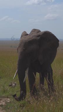 非洲象白昼高清实拍