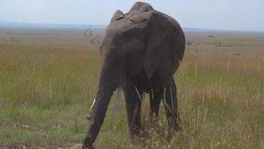 非洲象非洲文化4K分辨率影像