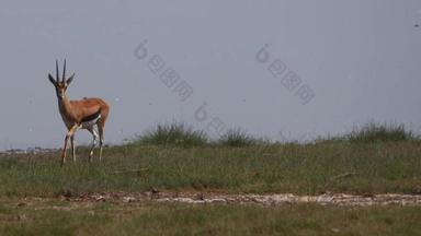 非洲草原动物地貌旅游目的地场景拍摄