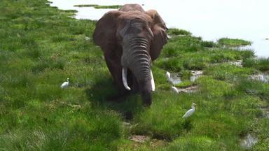 非洲大象非都市风光自然保护区视频素材