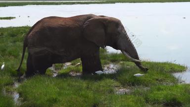 肯尼亚大象风景实拍素材