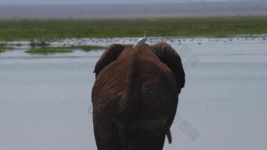 肯尼亚象水风景实拍素材