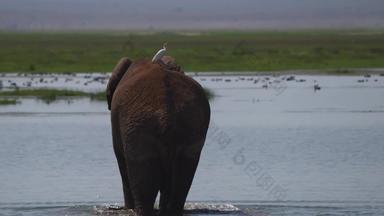 非洲大象白昼非洲文化视频素材