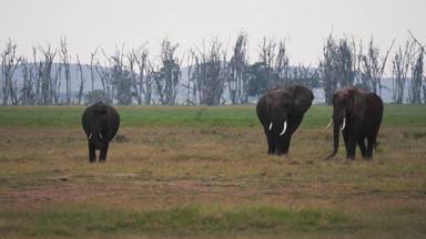 非洲大象幼小动物旅游目的地高清实拍