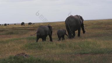肯尼亚大象当地著名景点幼小动物高清视频