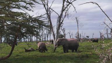 非洲大象哺乳动物野生动物高清视频