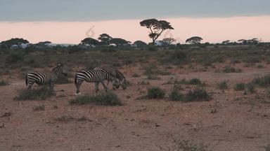 肯尼亚动物东非场景拍摄