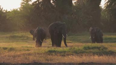 肯尼亚大象幼小动物影视度假影像