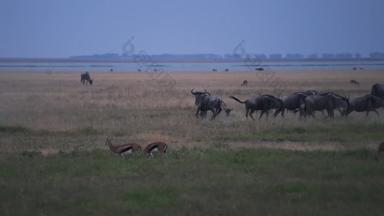 肯尼亚羚羊空旷草原素材