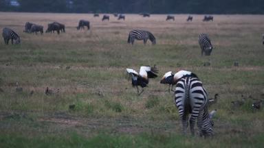 肯尼亚灰冠鹤风景度假胜地素材