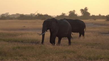 非洲象旅行横屏宣传视频