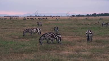 肯尼亚斑马旅行横屏素材