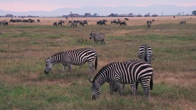 肯尼亚自然保护区度假影片