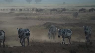 肯尼亚斑马傍晚食草动物素材