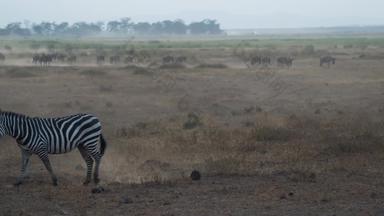 非洲草原斑马旅行