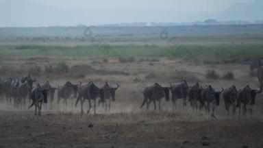 肯尼亚原生态文化