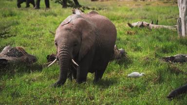 非洲象哺乳动物非洲文化空旷视频素材