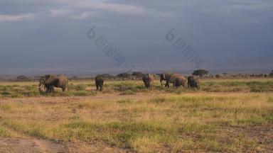 肯尼亚大象旅途实拍