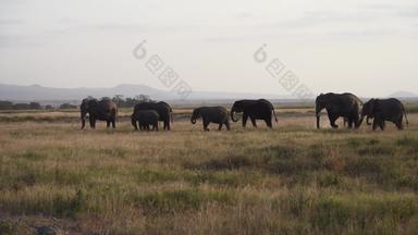 非洲大象幼小动物天空高清实拍