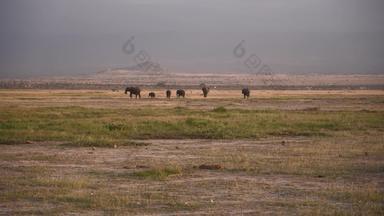 非洲大象热带气候横屏素材