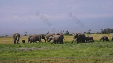 肯尼亚大象幼小动物摄像
