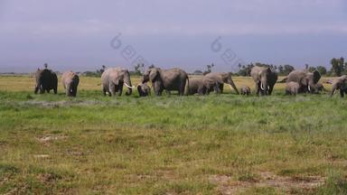 非洲象风光食草动物宣传片
