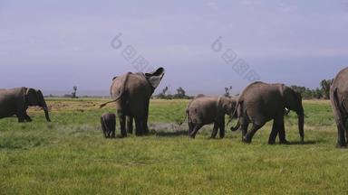 肯尼亚大象地形场景拍摄