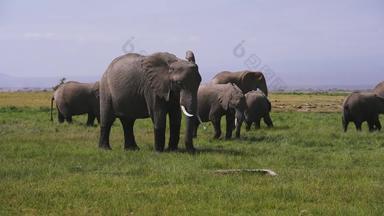 非洲大象东非4K分辨率度假胜地高清<strong>视频</strong>