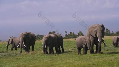 非洲大象东非非都市风光实拍